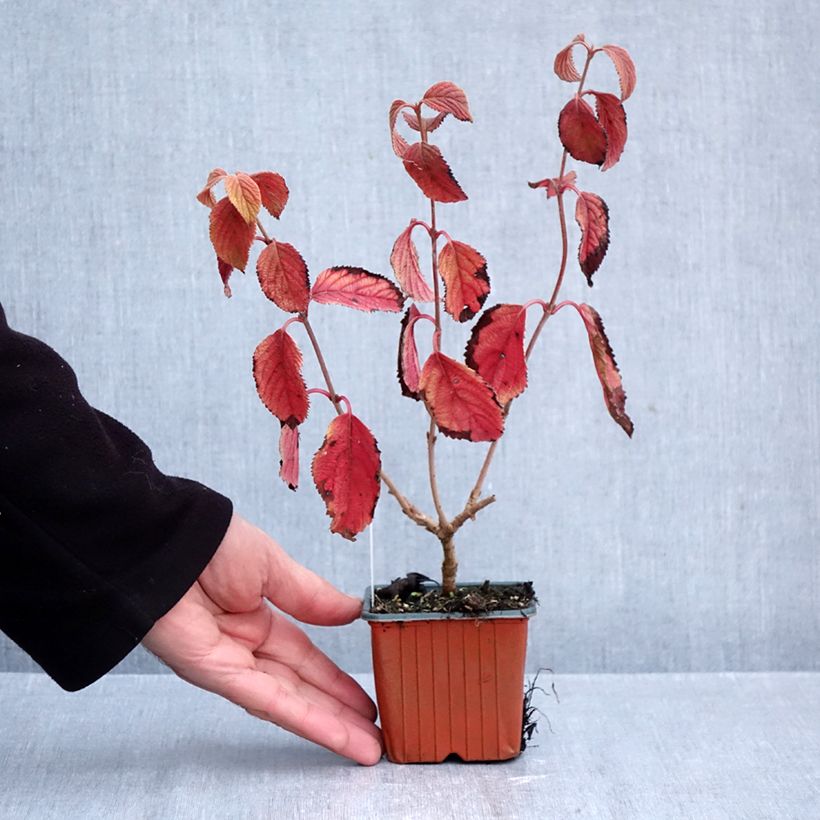 Exemplaar van Viburnum plicatum Tomentosum - Japanse sneeuwbal Kweekpotje van 8/9 cm zoals geleverd in de herfst