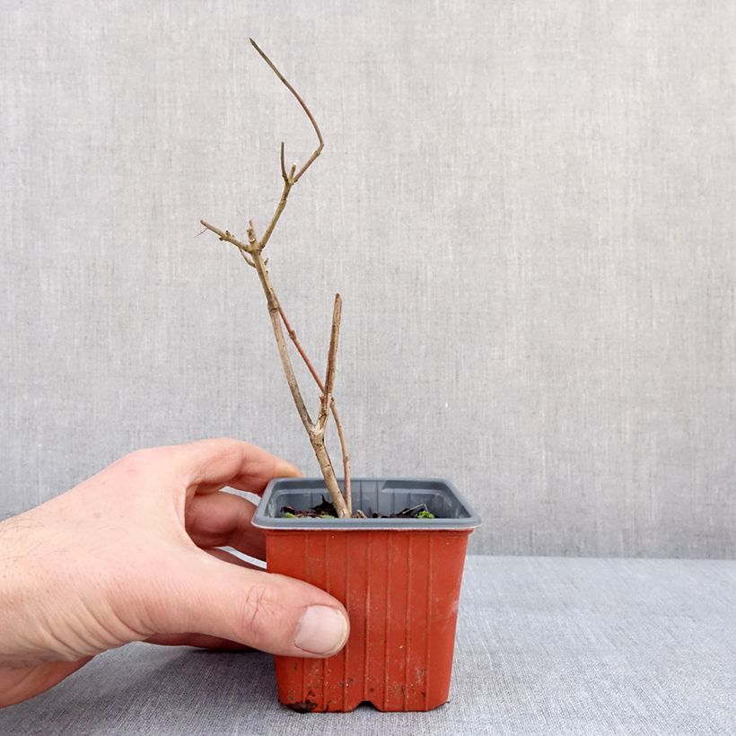 Example of Viorne de Chine - Viburnum plicatum Tomentosum Kweekpotje van 8/9 cm as you get in hiver