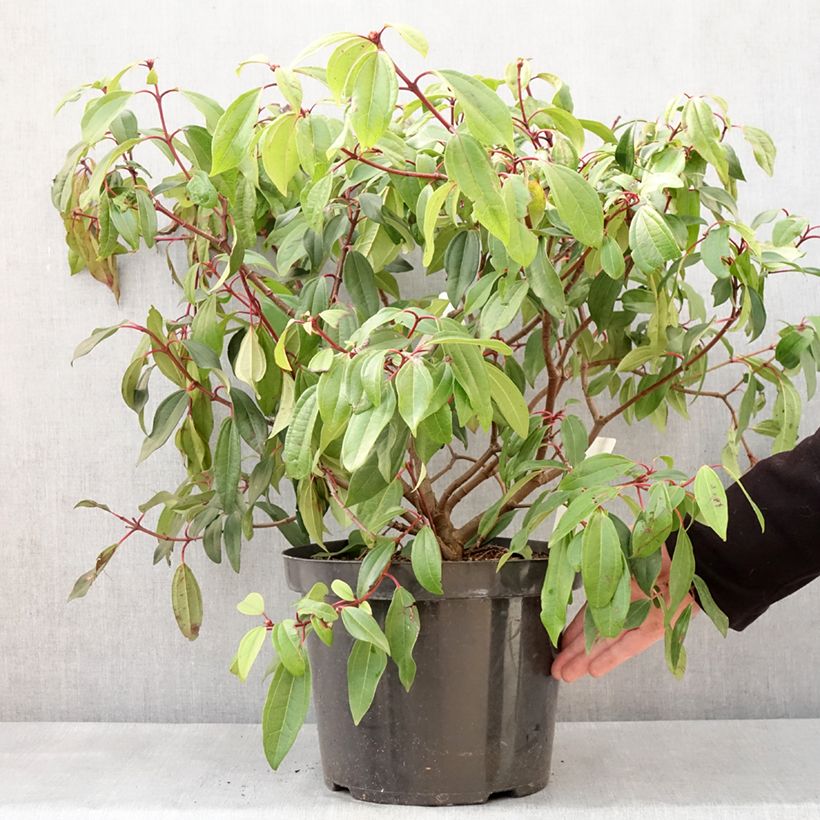 Example of Viorne de David - Viburnum davidii Angustifolium Pot van 7,5 l/10 l as you get in hiver