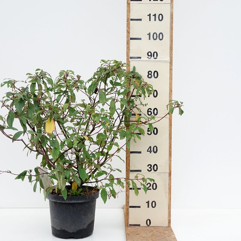 Exemplaar van Viburnum davidii Angustifolium - Sneeuwbal Pot van 7,5 l/10 l zoals geleverd in de herfst