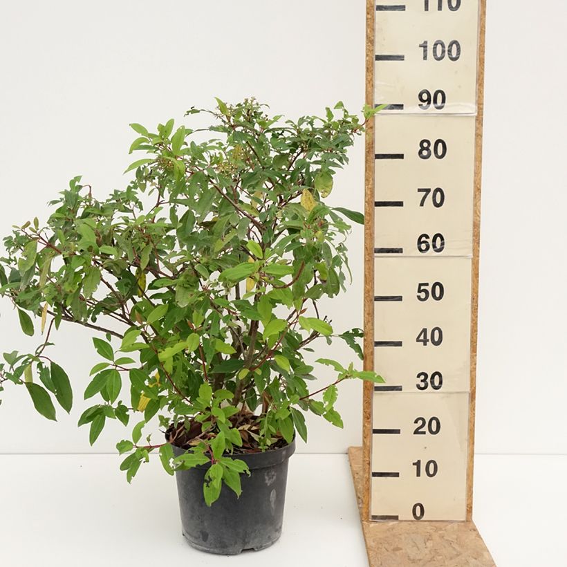 Exemplaar van Viburnum davidii Angustifolium - Sneeuwbal Pot van 7,5 l/10 l zoals geleverd in de zomer