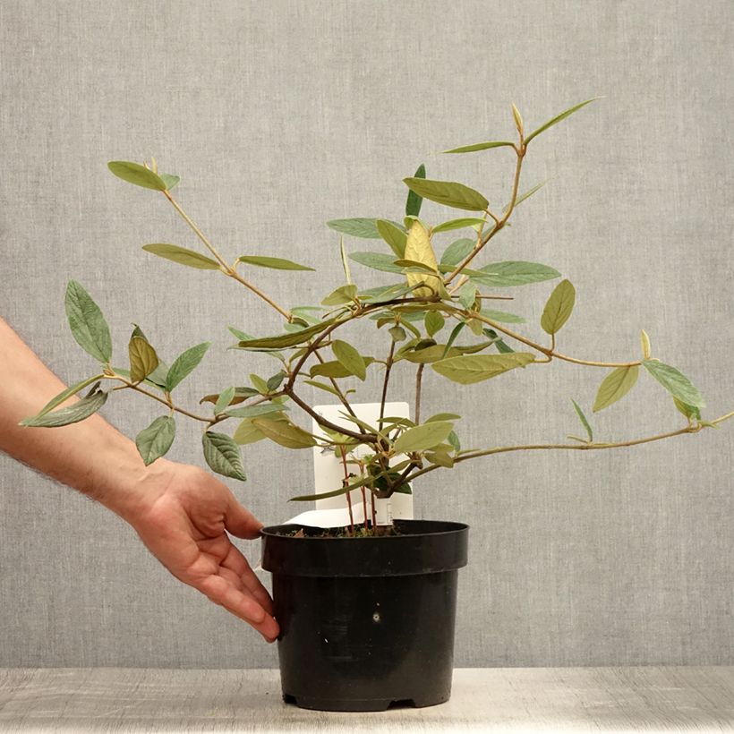 Exemplaar van Viburnum Pragense - Sneeuwbal Pot van 3 l/4 l zoals geleverd in de zomer