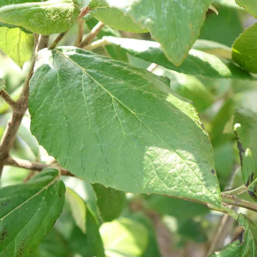 Viburnum burkwoodii Mohawk - Sneeuwbal (Blad)