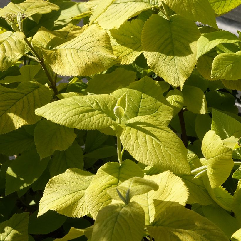 Viburnum lantana Aureum - Wollige sneeuwbal (Blad)
