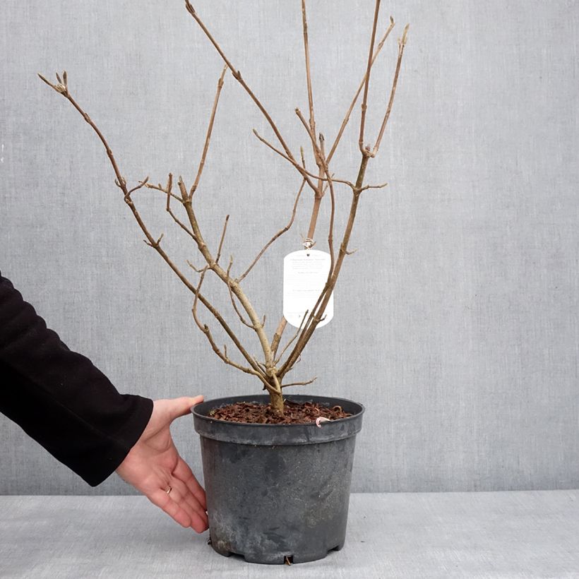 Example of Viorne lantane - Viburnum lantana Aureum Pot van 4 l/5 l as you get in hiver