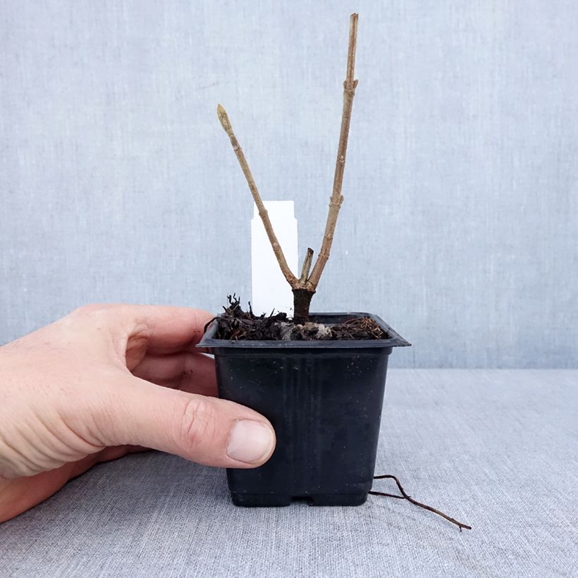 Example of Viburnum lantana - Wollige sneeuwbal Kweekpotje van 8/9 cm as you get in hiver