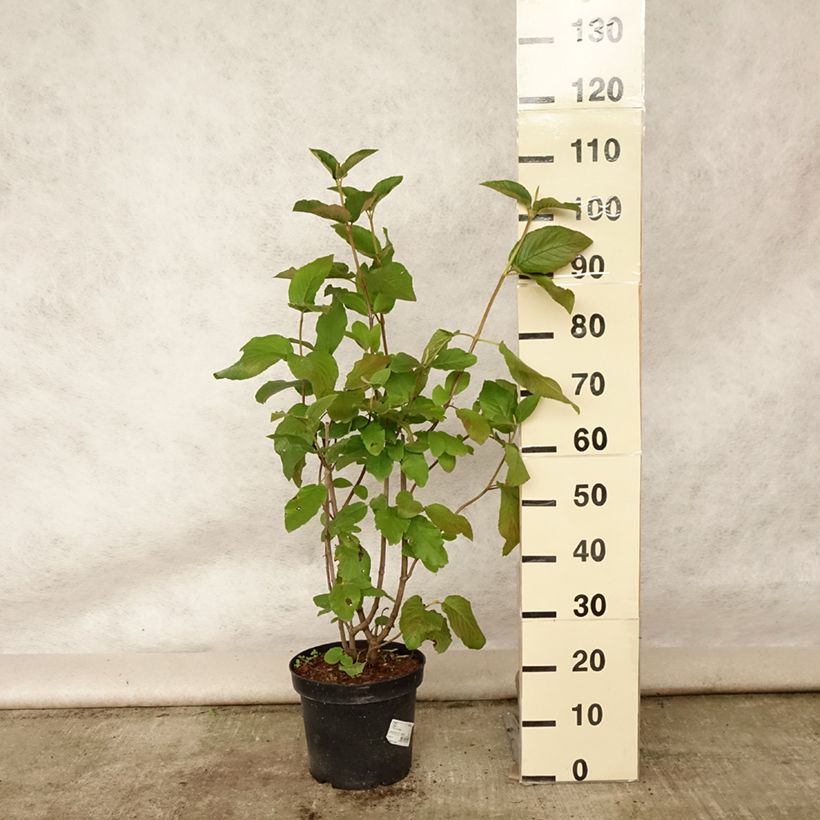 Exemplaar van Viburnum lantana - Wollige sneeuwbal Pot van 4 l/5 l zoals geleverd in de zomer