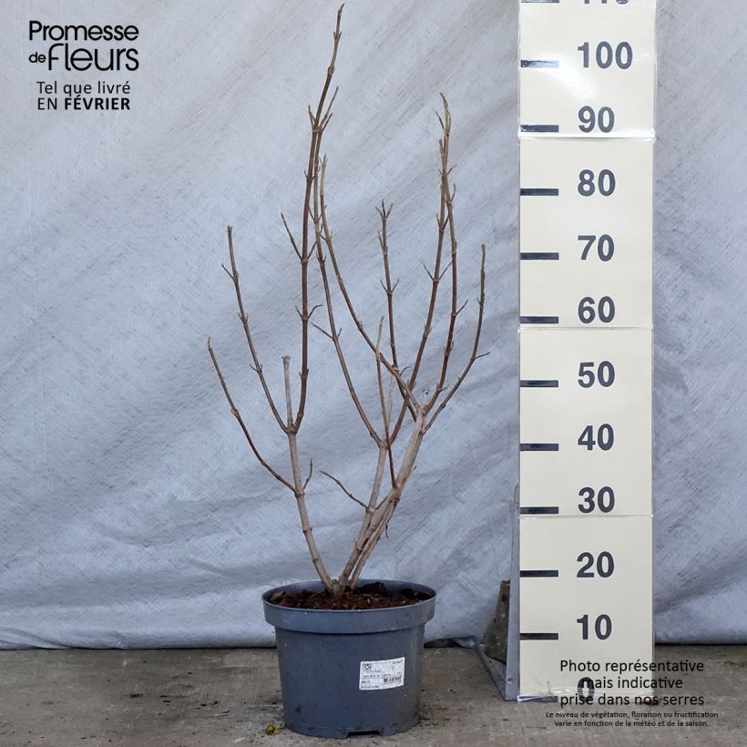 Example of Viburnum lantana - Wollige sneeuwbal Pot van 4 l/5 l as you get in hiver