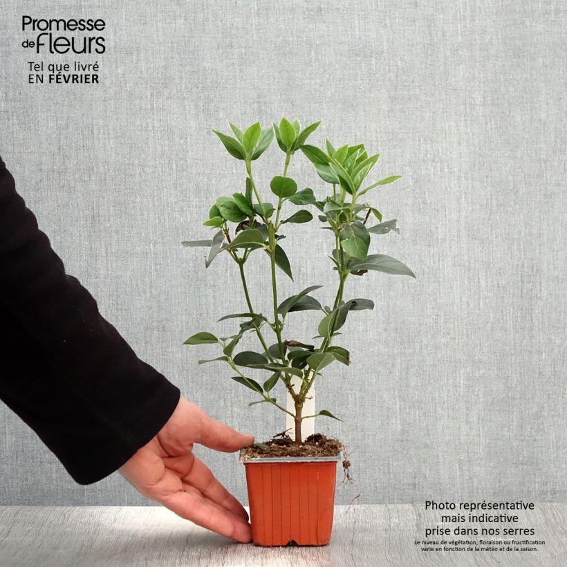 Example of Viorne, Laurier Tin - Viburnum tinus Kweekpotje van 8/9 cm as you get in hiver