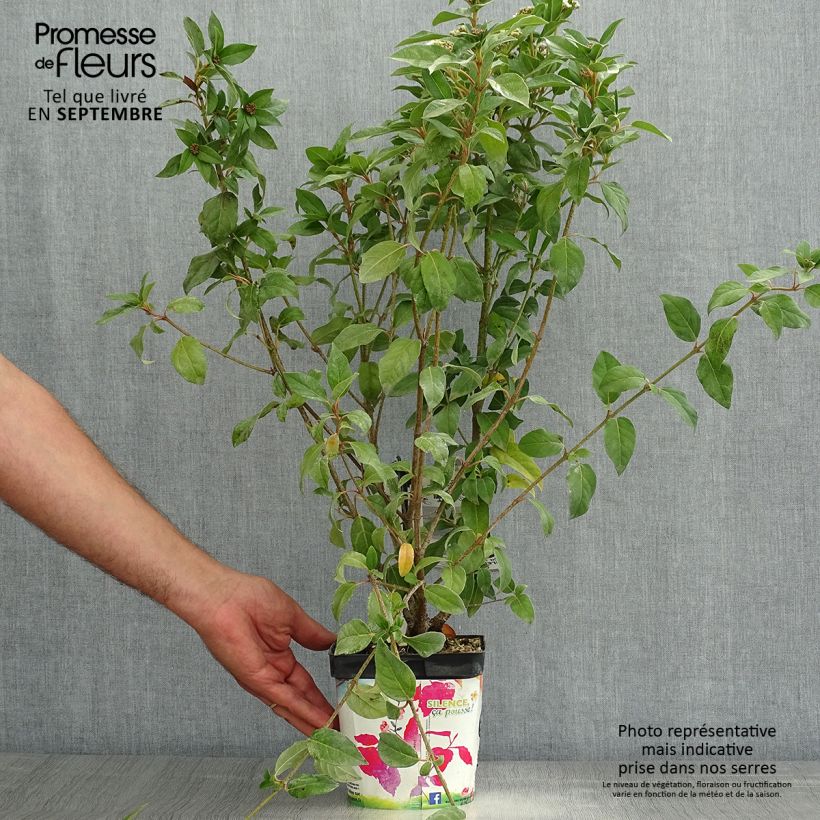 Exemplaar van Viburnum tinus - Lauriersneeuwbal Pot van 2 l/3 l zoals geleverd in de zomer