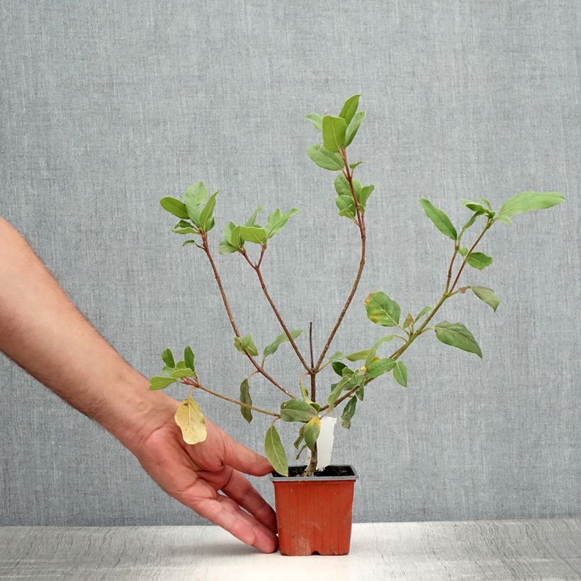 Exemplaar van Viburnum tinus Gwenllian - Lauriersneeuwbal Kweekpotje van 8/9 cm zoals geleverd in de zomer