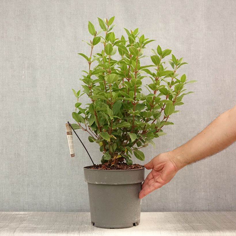 Exemplaar van Viburnum tinus Spirit - Lauriersneeuwbal Pot van 3 l/4 l zoals geleverd in de zomer