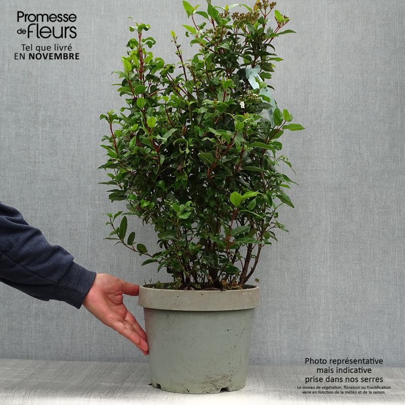 Exemplaar van Viburnum tinus Spirit - Lauriersneeuwbal Pot van 7,5 l/10 l zoals geleverd in de herfst