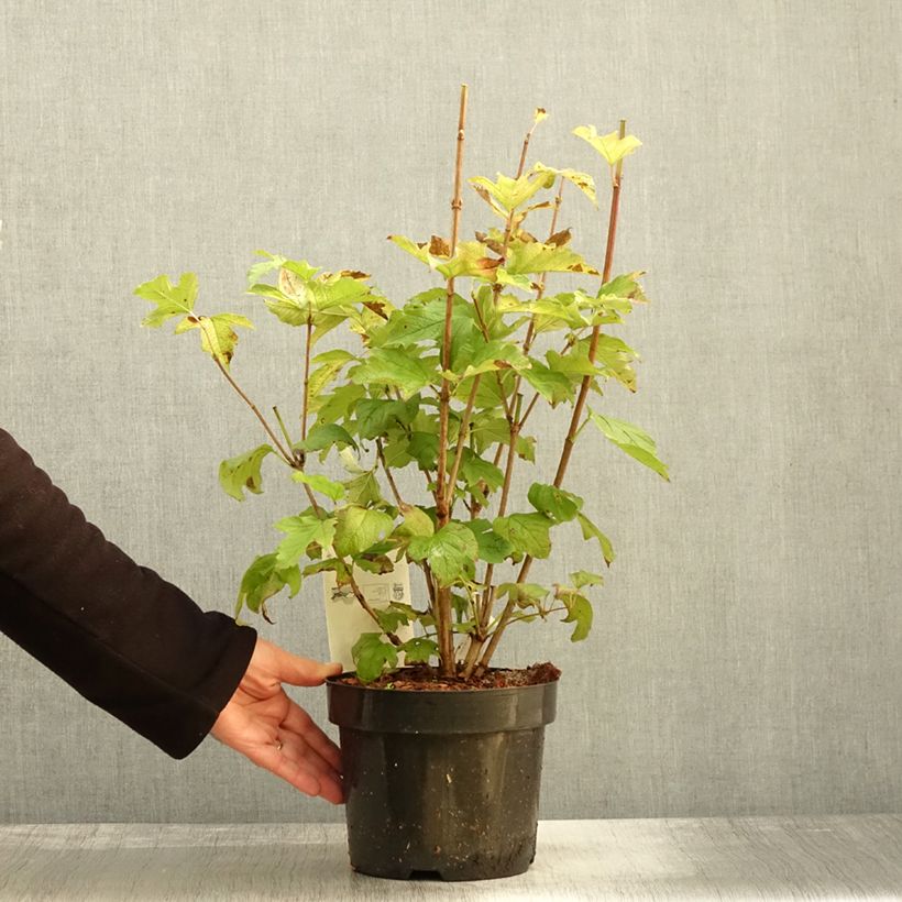 Exemplaar van Viorne obier, Boule de neige - Viburnum opulus Park Harvest Pot de 2L/3L zoals geleverd in de herfst
