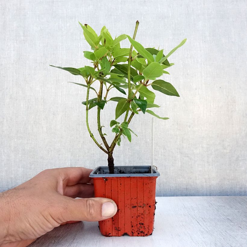 Exemplaar van Viburnum opulus Compactum - Gelderse roos Kweekpotje van 8/9 cm zoals geleverd in de zomer