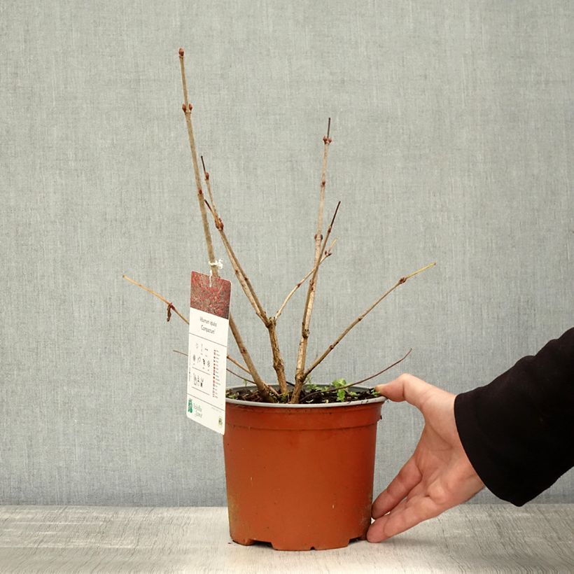 Exemplaar van Viburnum opulus Compactum - Gelderse roos Pot van 3 l/4 l zoals geleverd in de herfst