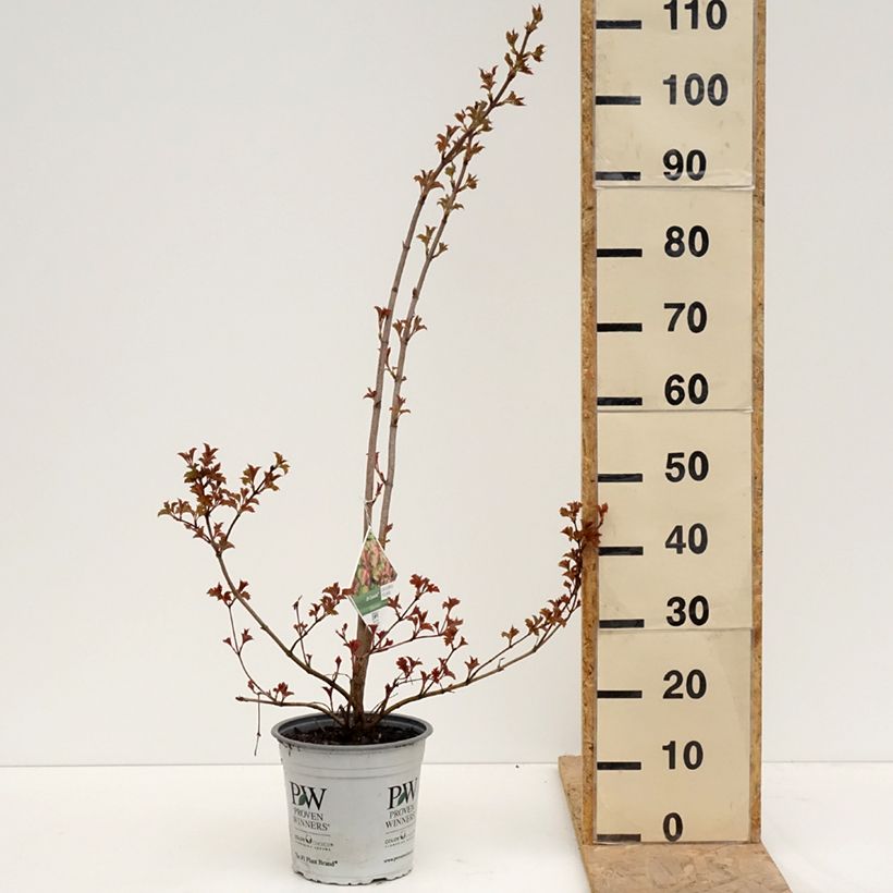 Exemplaar van Viburnum opulus Oh Canada - Gelderse roos Pot van 4 l/5 l zoals geleverd in de lente