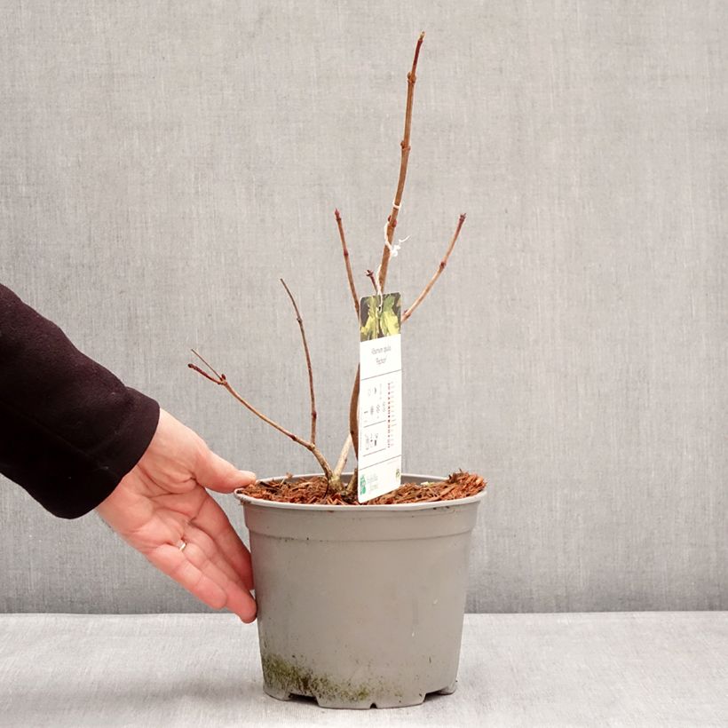 Example of Viorne obier - Viburnum opulus Pechcin Pot van 3 l/4 l as you get in hiver