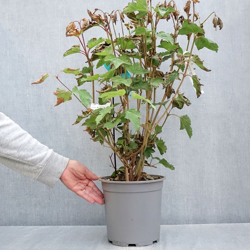 Exemplaar van Viburnum opulus - Gelderse roos Pot van 7,5 l/10 l zoals geleverd in de herfst