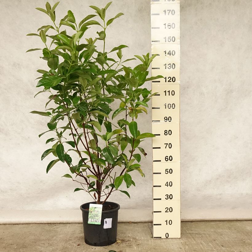 Exemplaar van Viburnum odoratissimum - Sneeuwbal Pot van 12 l/15 l zoals geleverd in de zomer