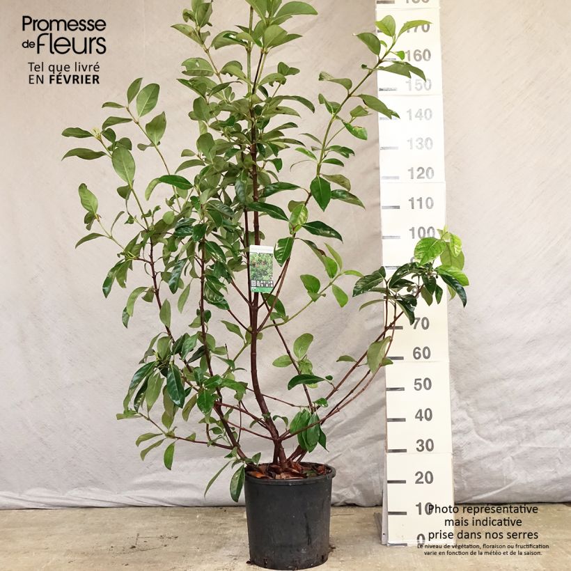 Example of Viorne odorante - Viburnum odoratissimum Pot van 12 l/15 l as you get in hiver