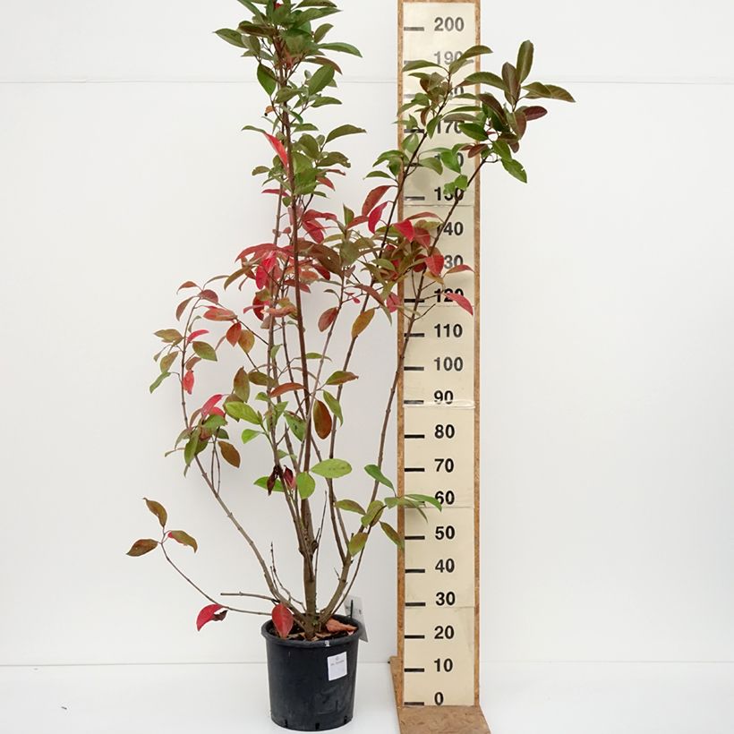 Exemplaar van Viburnum odoratissimum - Sneeuwbal Pot van 12 l/15 l zoals geleverd in de herfst