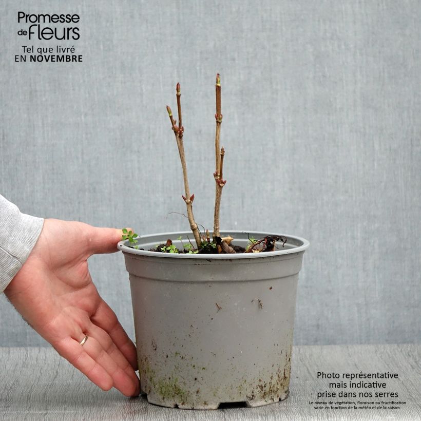 Exemplaar van Viorne trilobée - Viburnum trilobum Spring Red Compact Pot de 3L/4L zoals geleverd in de herfst