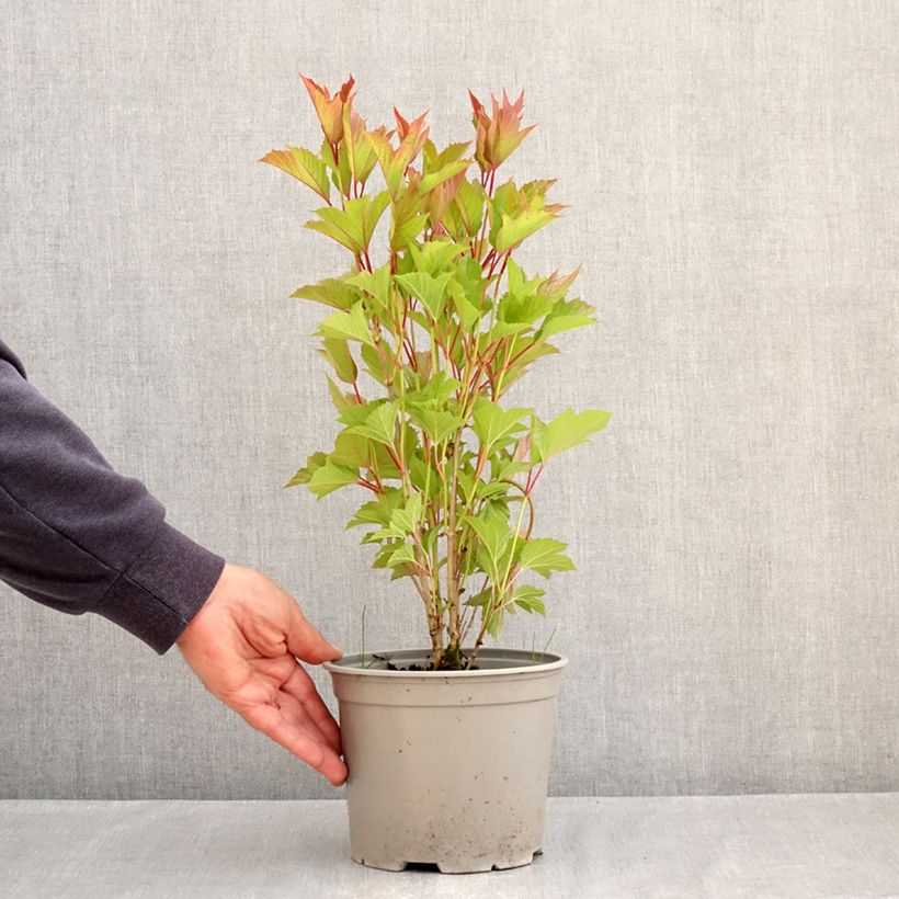 Example of Viorne trilobée - Viburnum trilobum Spring Red Compact Pot van 3 l/4 l as you get in printemps