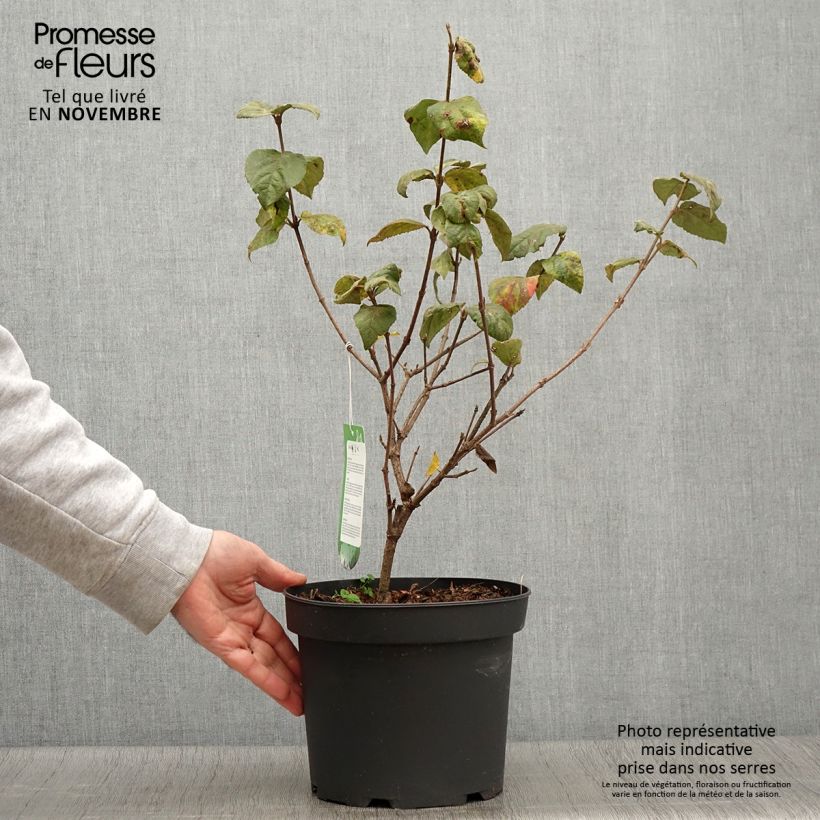 Exemplaar van Viburnum carlesii Aurora - Koreaanse sneeuwbal Pot van 3 l/4 l zoals geleverd in de herfst