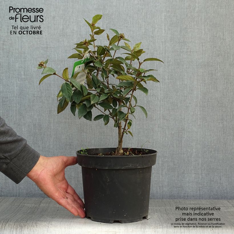 Exemplaar van Viburnum Eskimo - Sneeuwbal Pot van 2 l/3 l zoals geleverd in de herfst