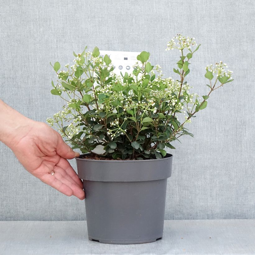 Example of Viorne - Viburnum Fairy Stars Pot van 3 l/4 l as you get in printemps