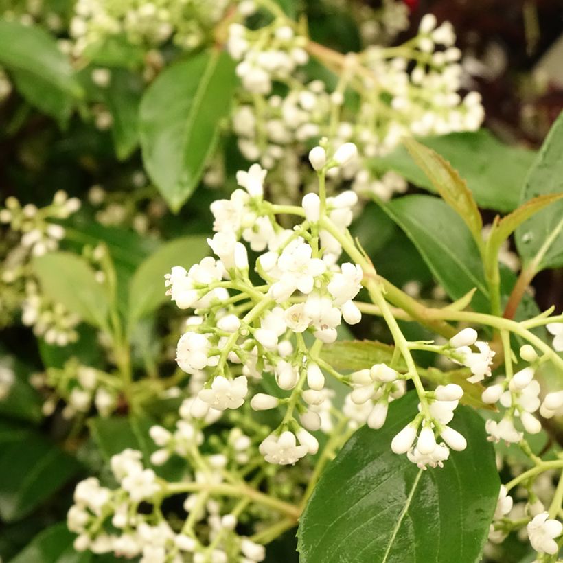 Viburnum hillieri Winton - Sneeuwbal (Bloei)