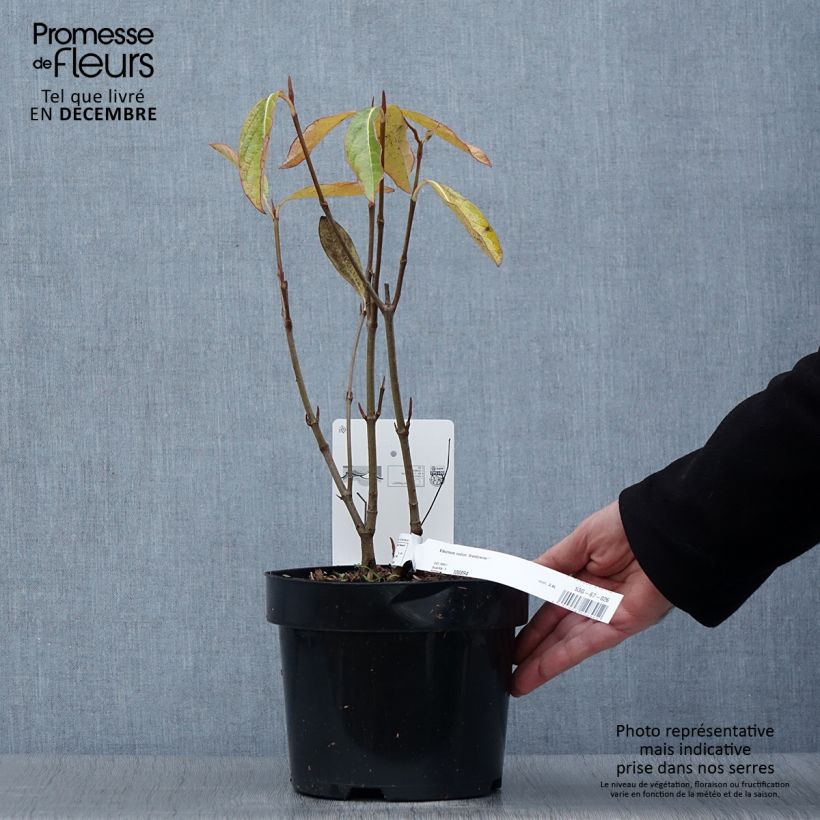 Exemplaar van Viburnum nudum Brandywine - Sneeuwbal Pot van 2 l/3 l zoals geleverd in de herfst