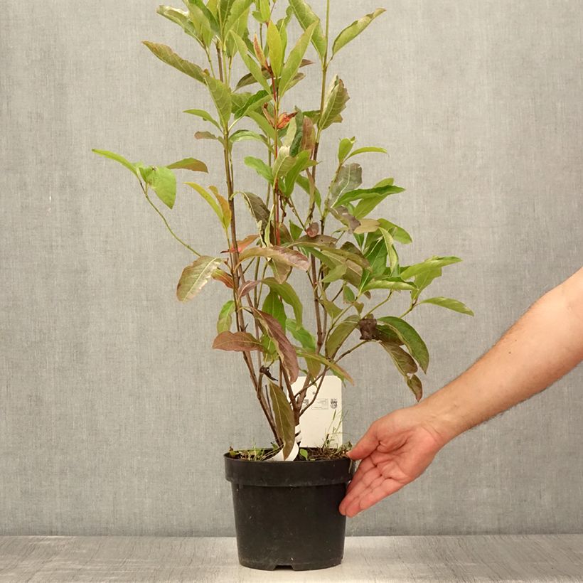 Exemplaar van Viburnum nudum Brandywine - Sneeuwbal Pot van 2 l/3 l zoals geleverd in de zomer