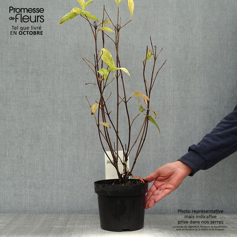 Exemplaar van Viburnum nudum Pink Beauty - Sneeuwbal Pot van 3 l/4 l zoals geleverd in de herfst