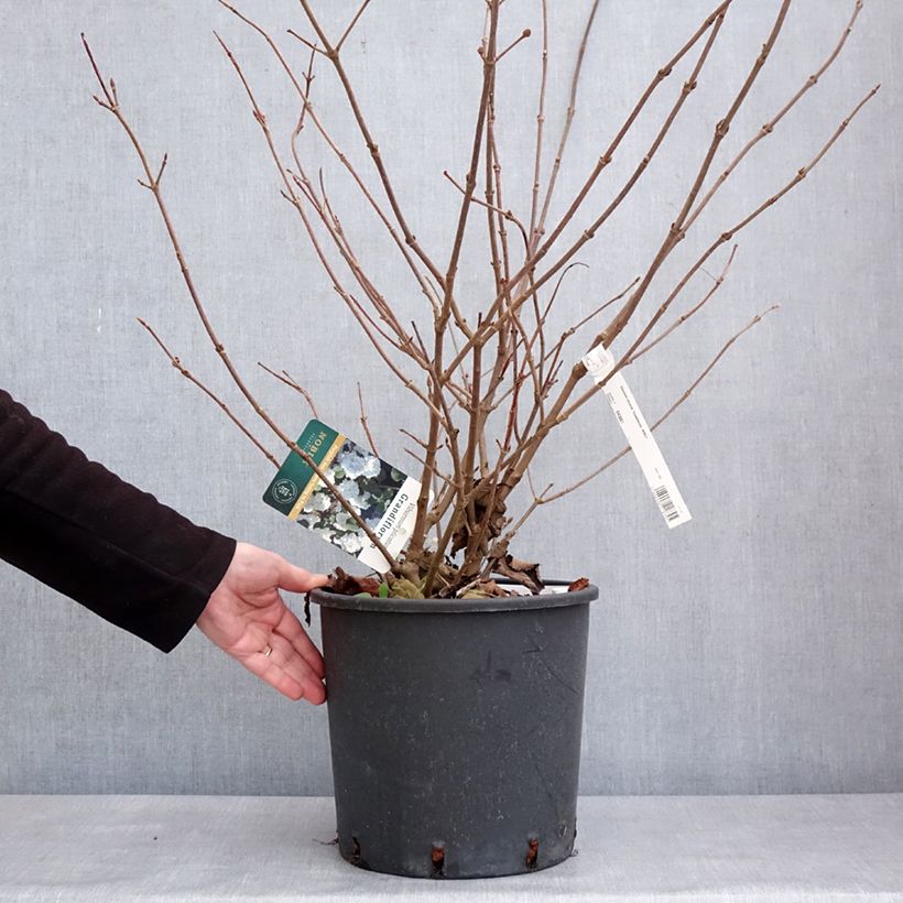 Example of Viorne - Viburnum plicatum Grandiflorum Pot van 12 l/15 l as you get in hiver