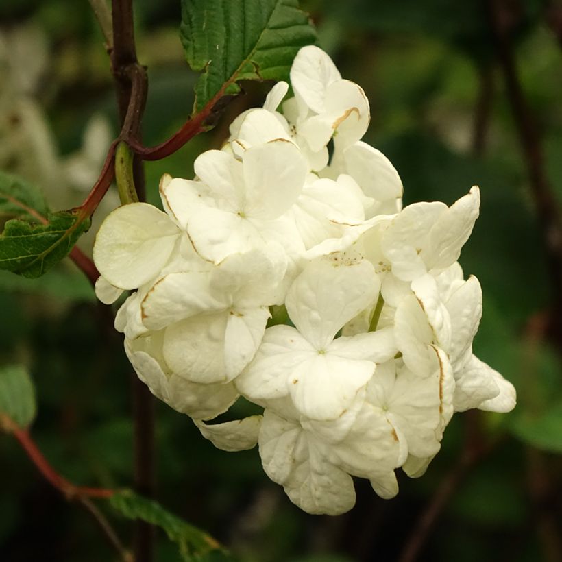 Viburnum plicatum Grandiflorum Noble - Japanse sneeuwbal (Bloei)