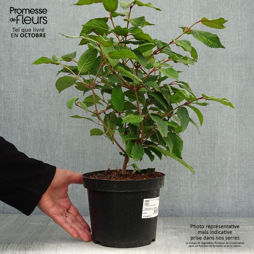 Exemplaar van Viburnum plicatum Lanarth - Japanse sneeuwbal Pot van 2 l/3 l zoals geleverd in de herfst