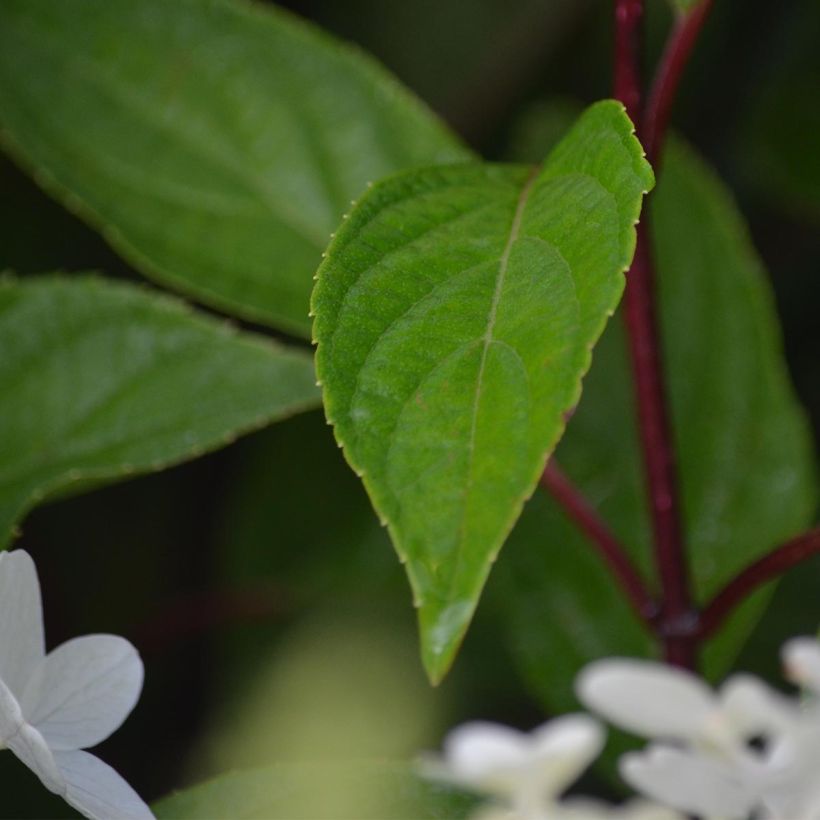 Viburnum plicatum Mariesii Great Star - Japanse sneeuwbal (Foliage)