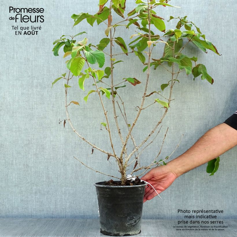Exemplaar van Viburnum plicatum Mariesii Great Star - Japanse sneeuwbal Pot van 4 l/5 l zoals geleverd in de zomer