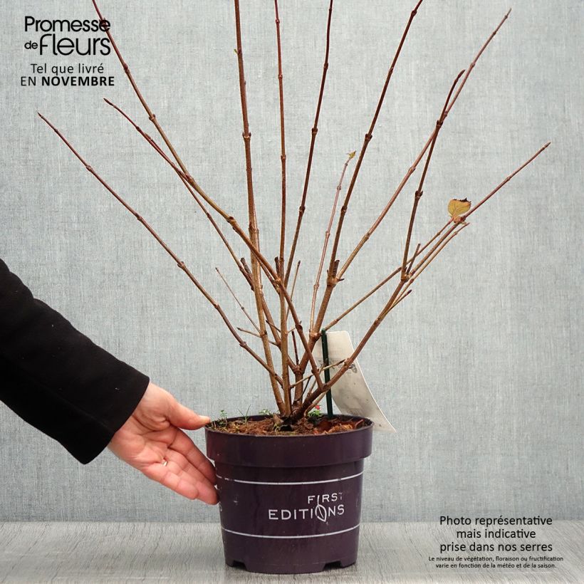 Exemplaar van Viburnum plicatum Opening Day - Japanse sneeuwbal Pot van 1,5 l/2 l zoals geleverd in de herfst