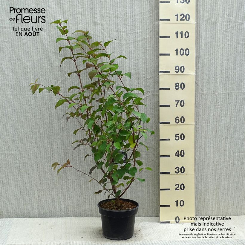 Exemplaar van Viburnum plicatum Opening Day - Japanse sneeuwbal Pot van 3 l/4 l zoals geleverd in de zomer
