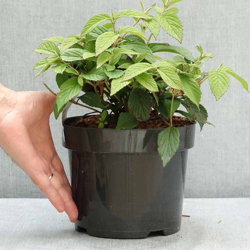 Exemplaar van Viburnum plicatum Pinkimono - Japanse sneeuwbal Pot van 3 l/4 l zoals geleverd in de zomer