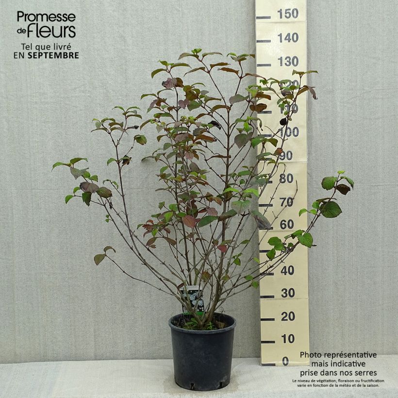 Exemplaar van Viburnum plicatum Popcorn - Japanse sneeuwbal Pot van 12 l/15 l zoals geleverd in de zomer