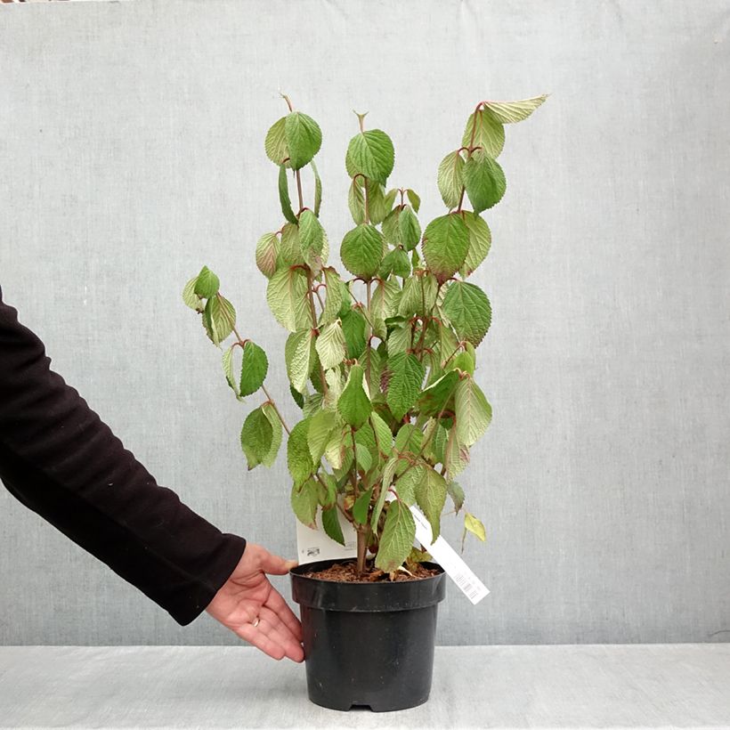 Exemplaar van Viburnum plicatum Popcorn - Japanse sneeuwbal Pot van 3 l/4 l zoals geleverd in de herfst