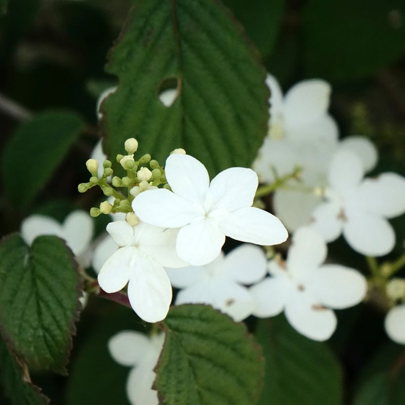 Viburnum plicatum Summer Snow Flake - Japanse sneeuwbal (Bloei)