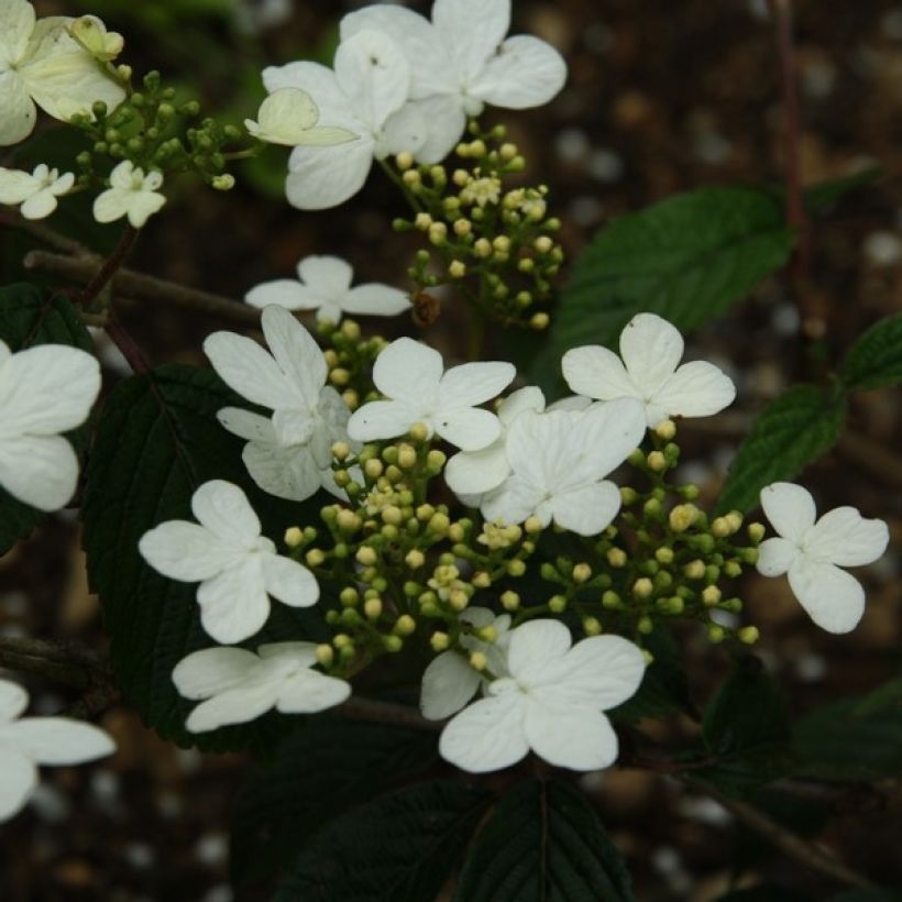 Viburnum plicatum Watanabe - Japanse sneeuwbal (Flowering)