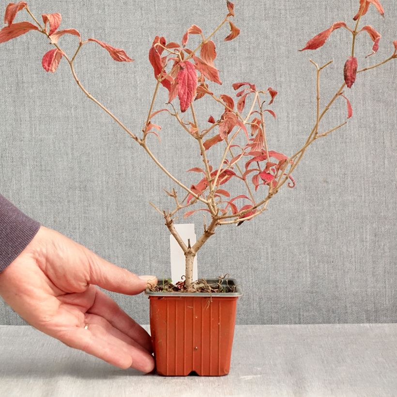 Exemplaar van Viburnum plicatum Watanabe - Japanse sneeuwbal Kweekpotje van 8/9 cm zoals geleverd in de herfst