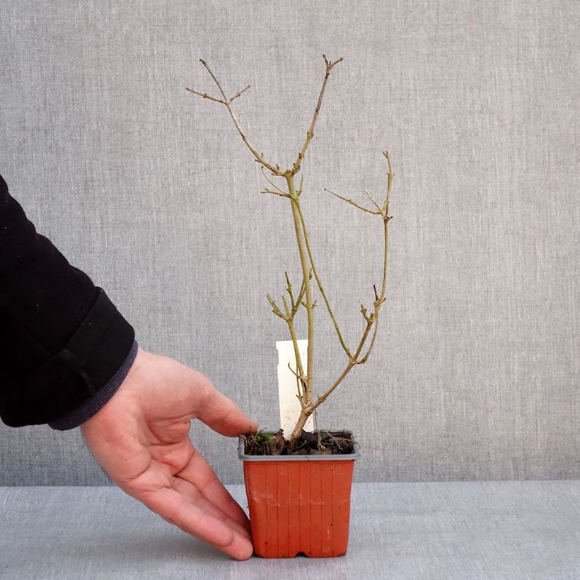 Example of Viorne - Viburnum plicatum Watanabe Kweekpotje van 8/9 cm as you get in hiver