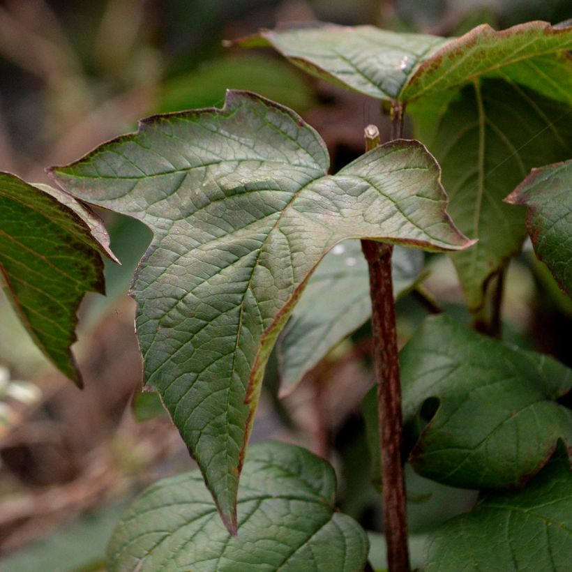 Viburnum sargentii Onondaga - Sneeuwbal (Foliage)